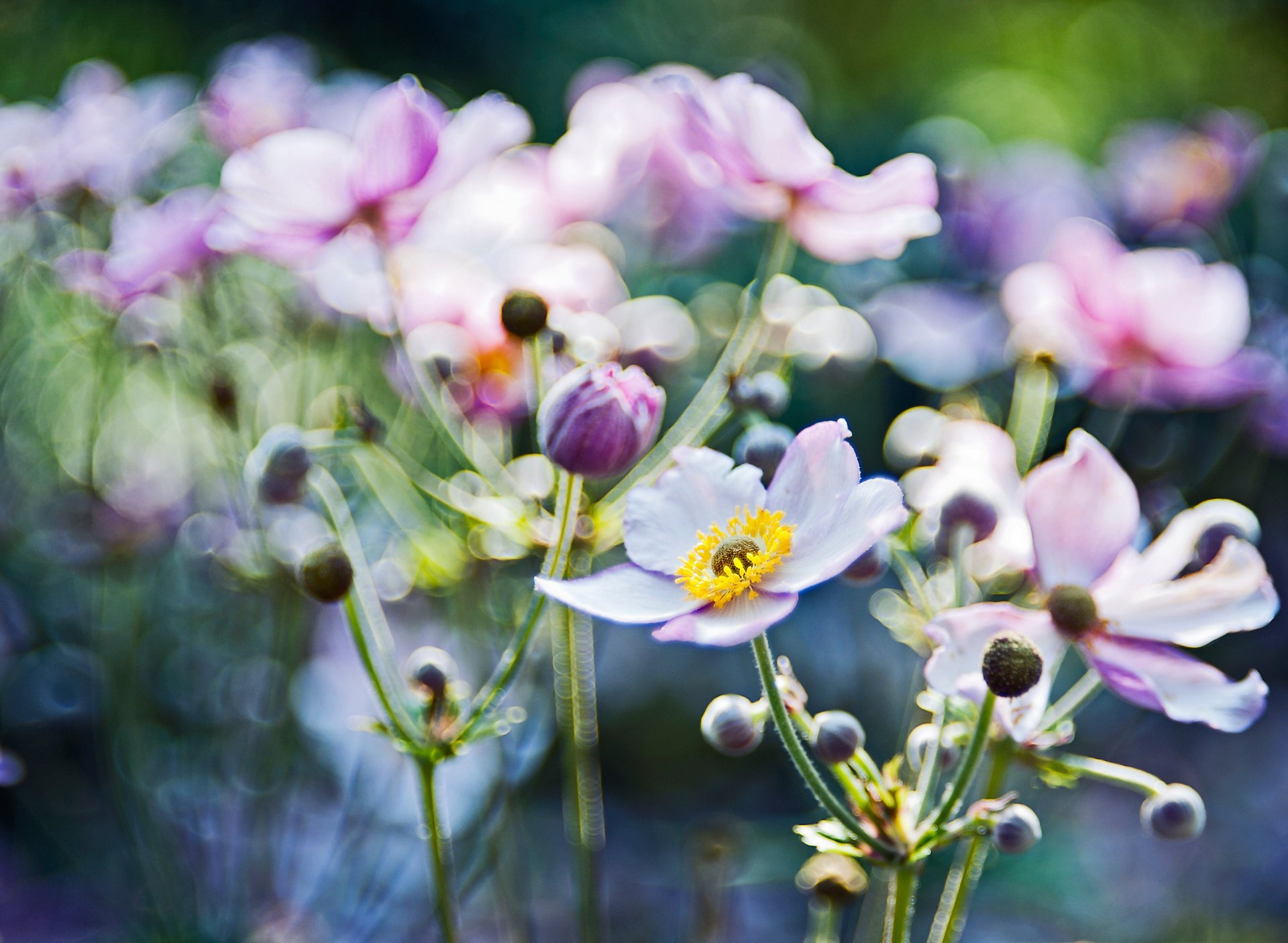 anemonen blumen fokus blendung unschärfe makro licht