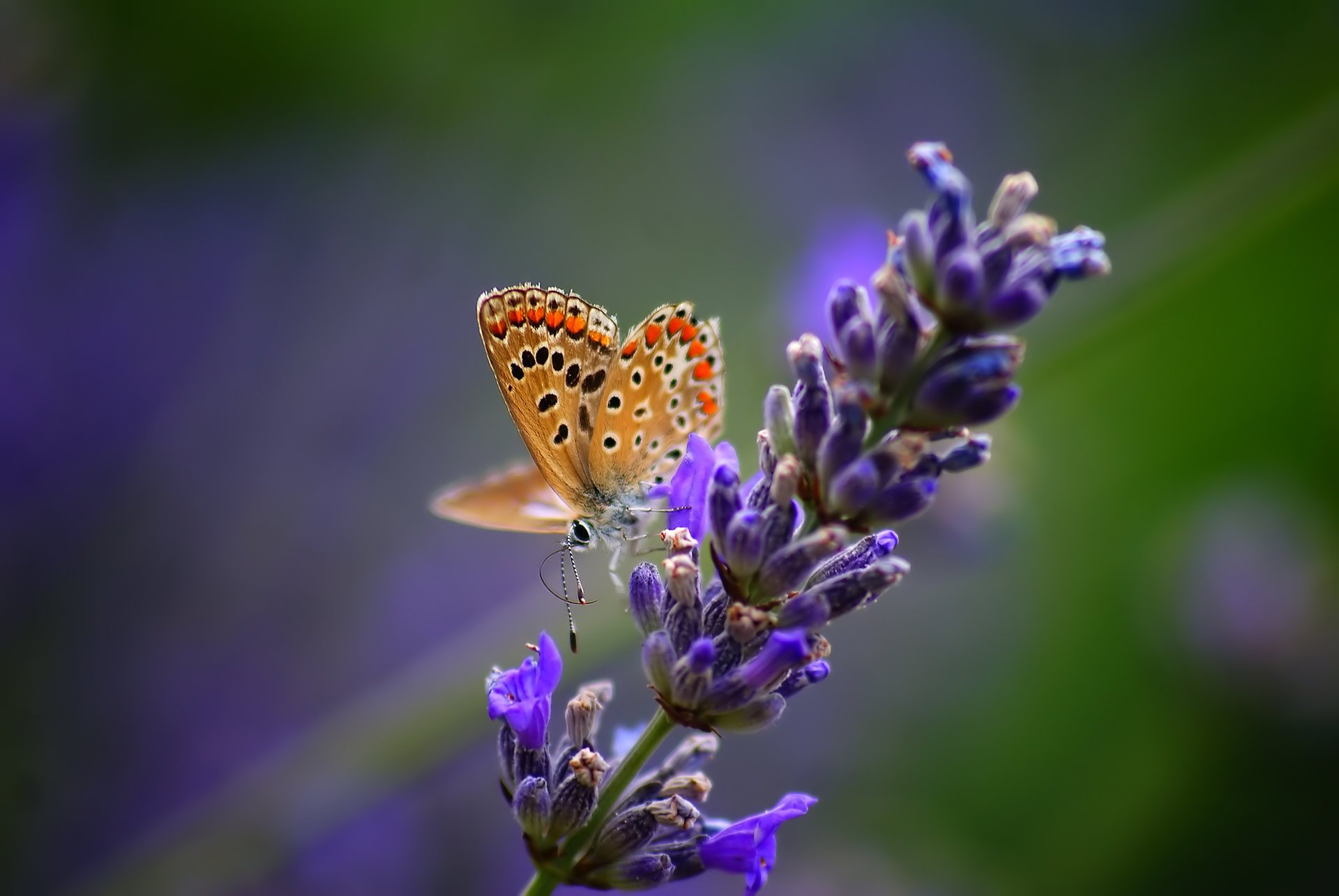 motyl lawenda natura kwiat roślina owad