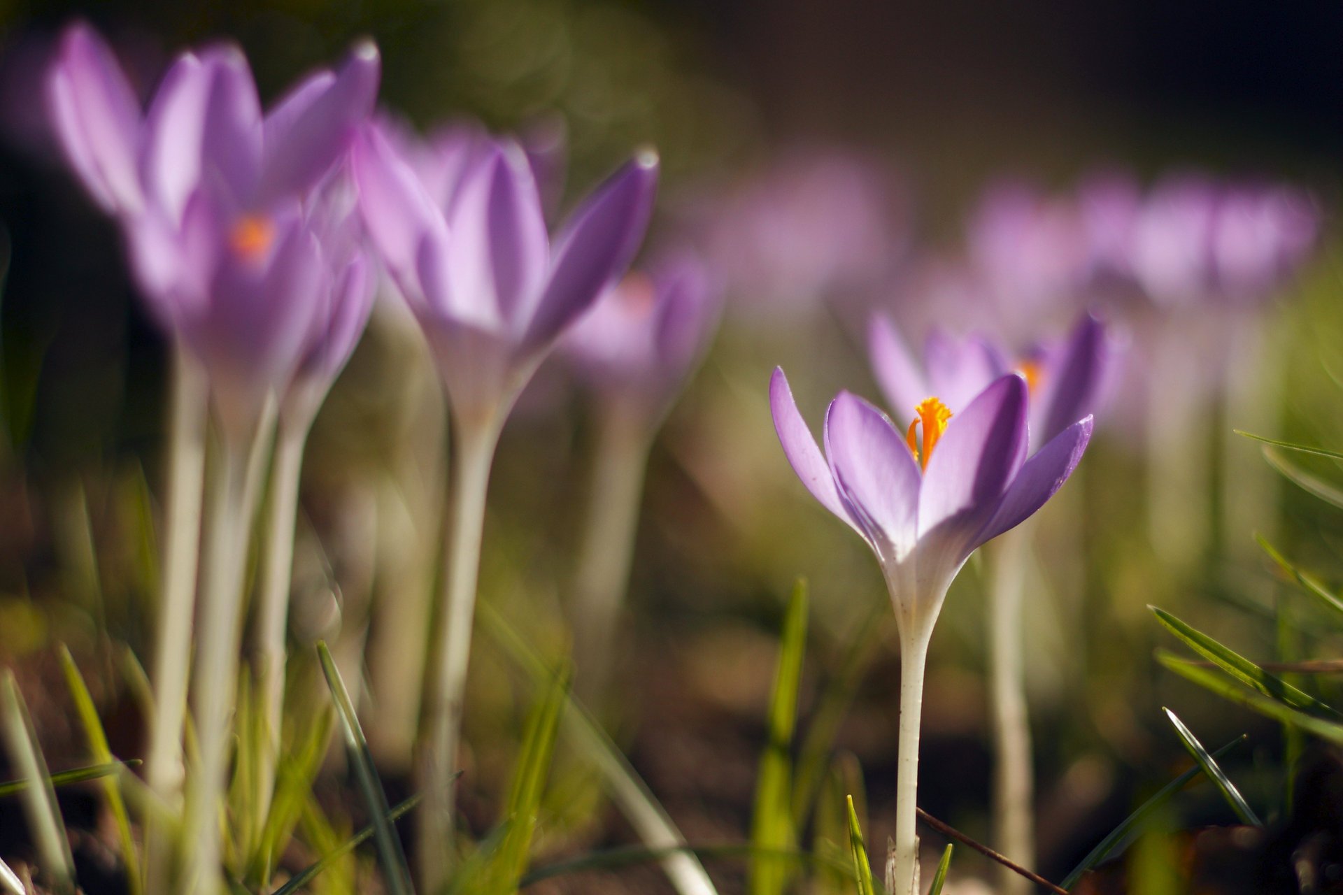 crocus pétales printemps lilas