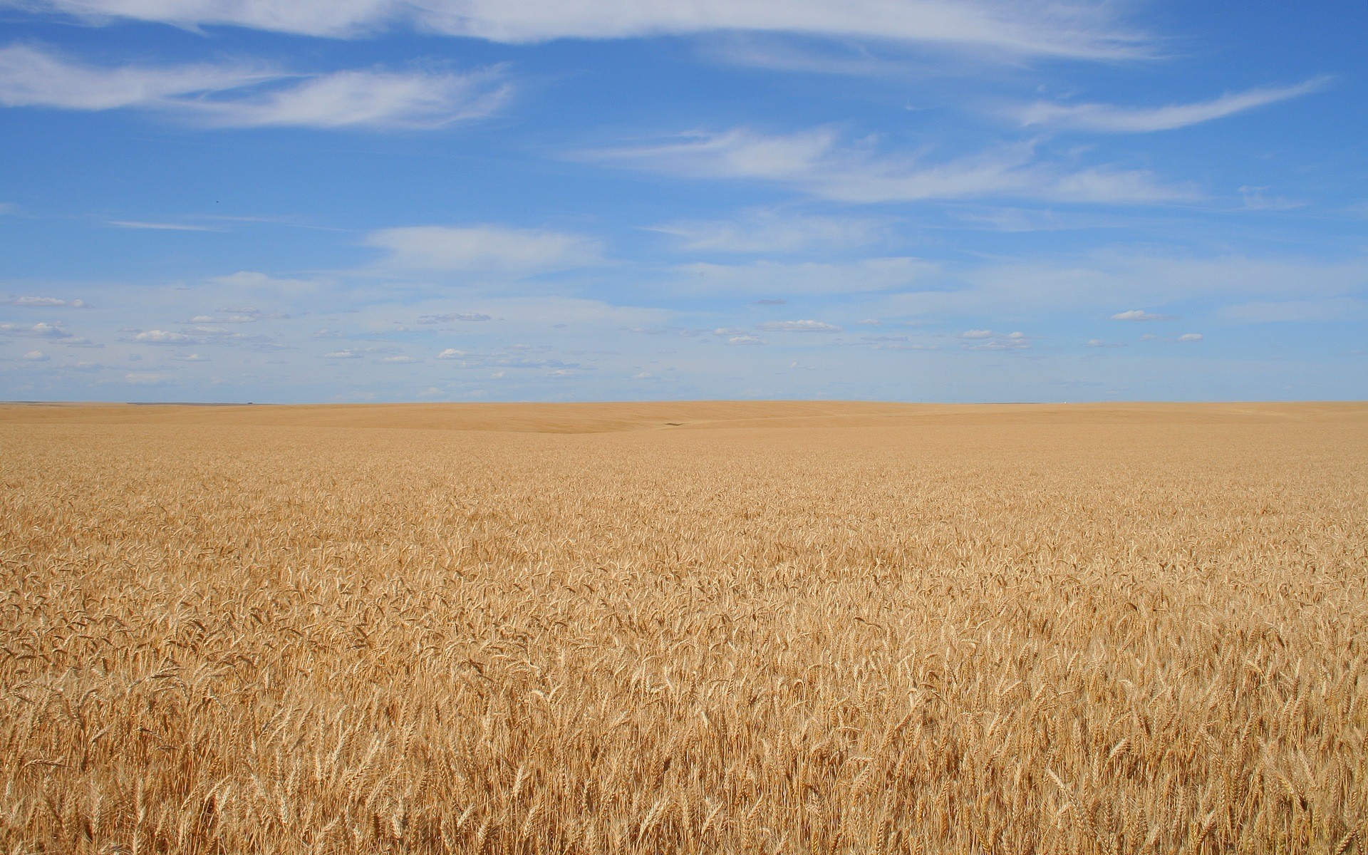 background the field sky corn of mind