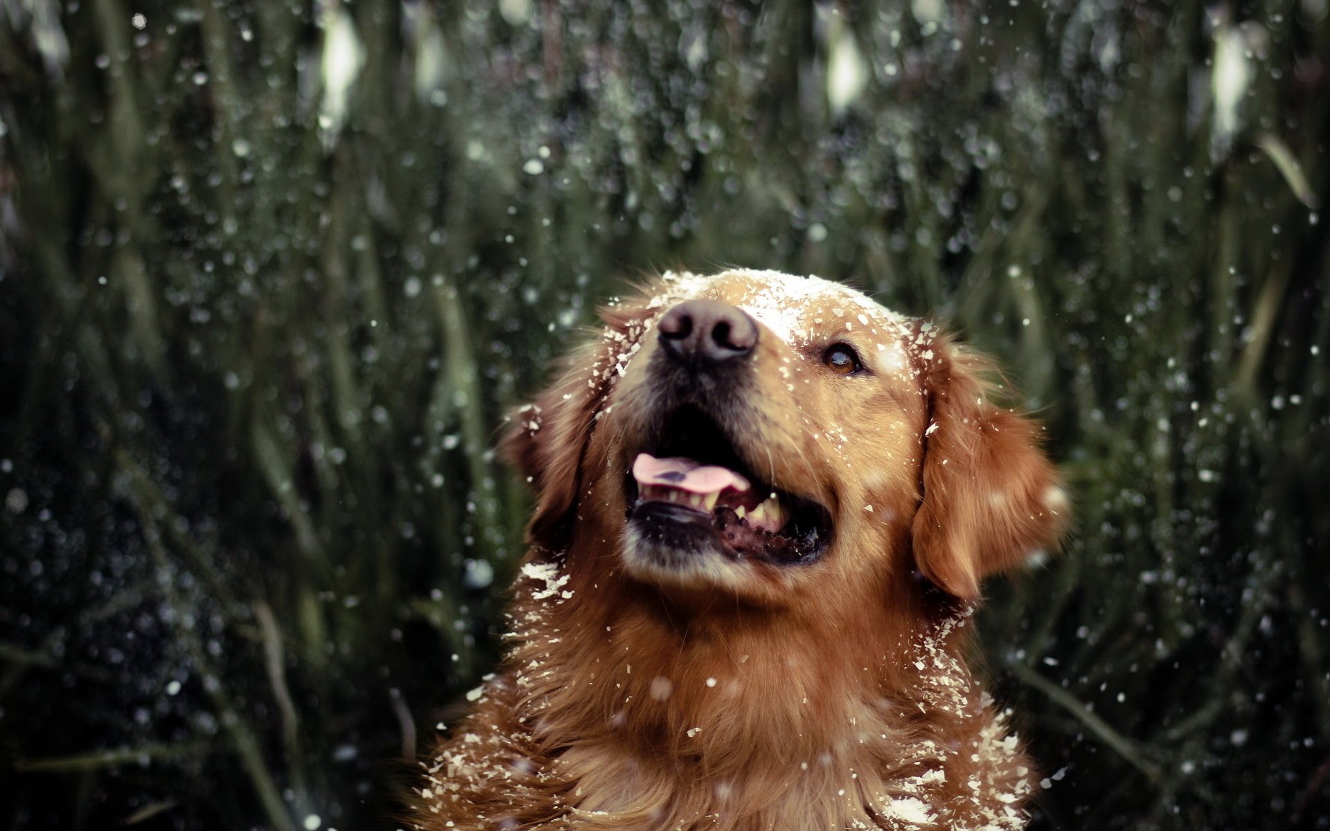 drops dog retriever water