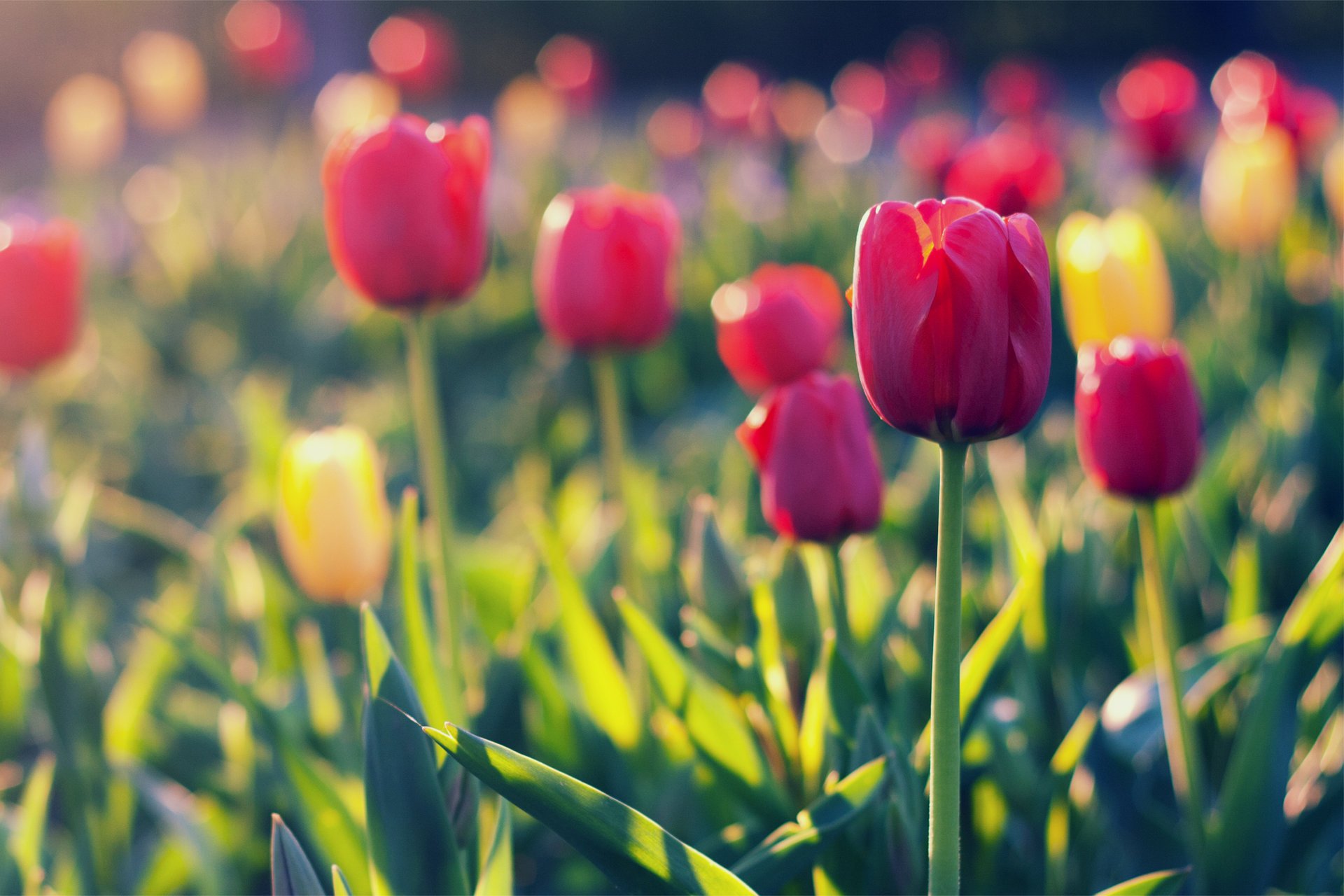 yellow field tulips red тюльпаны красные