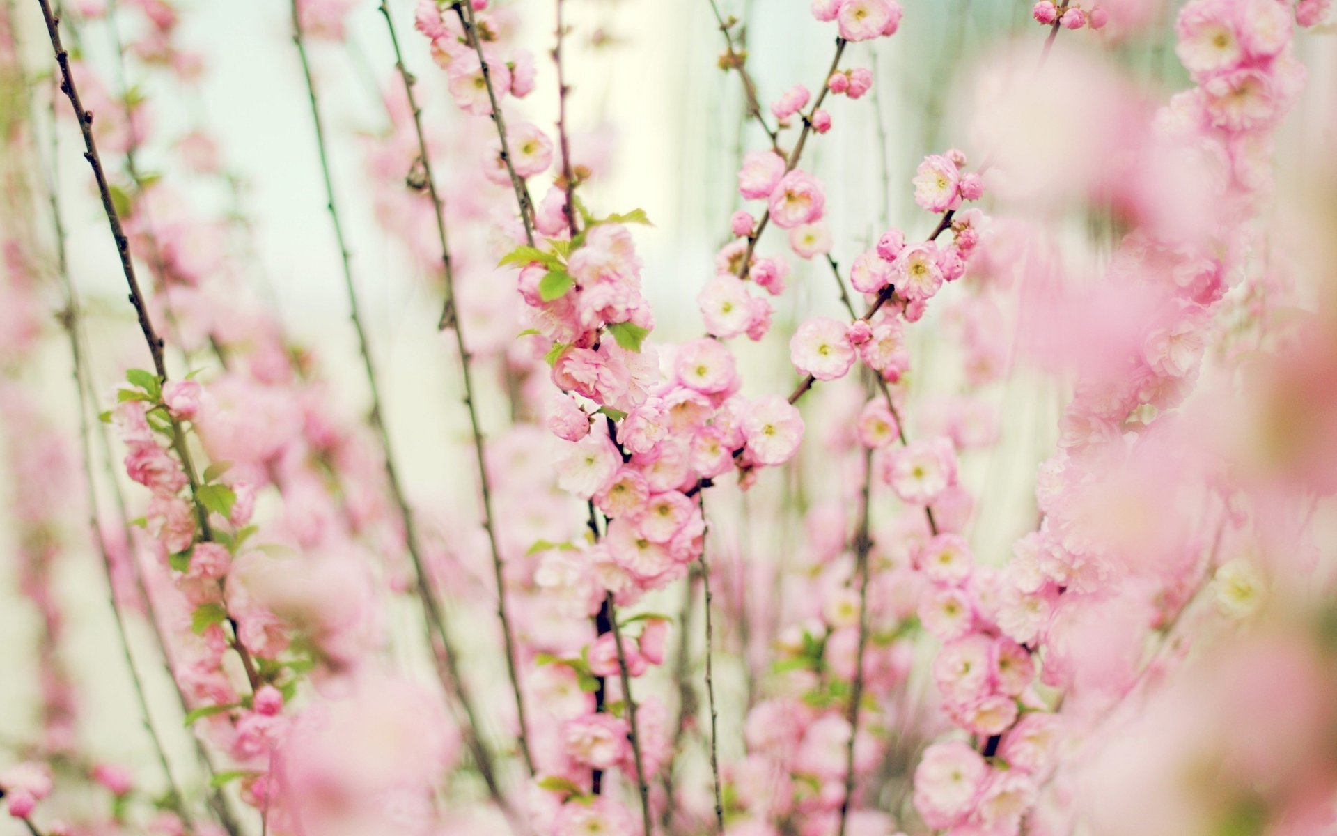 pink flowers gently