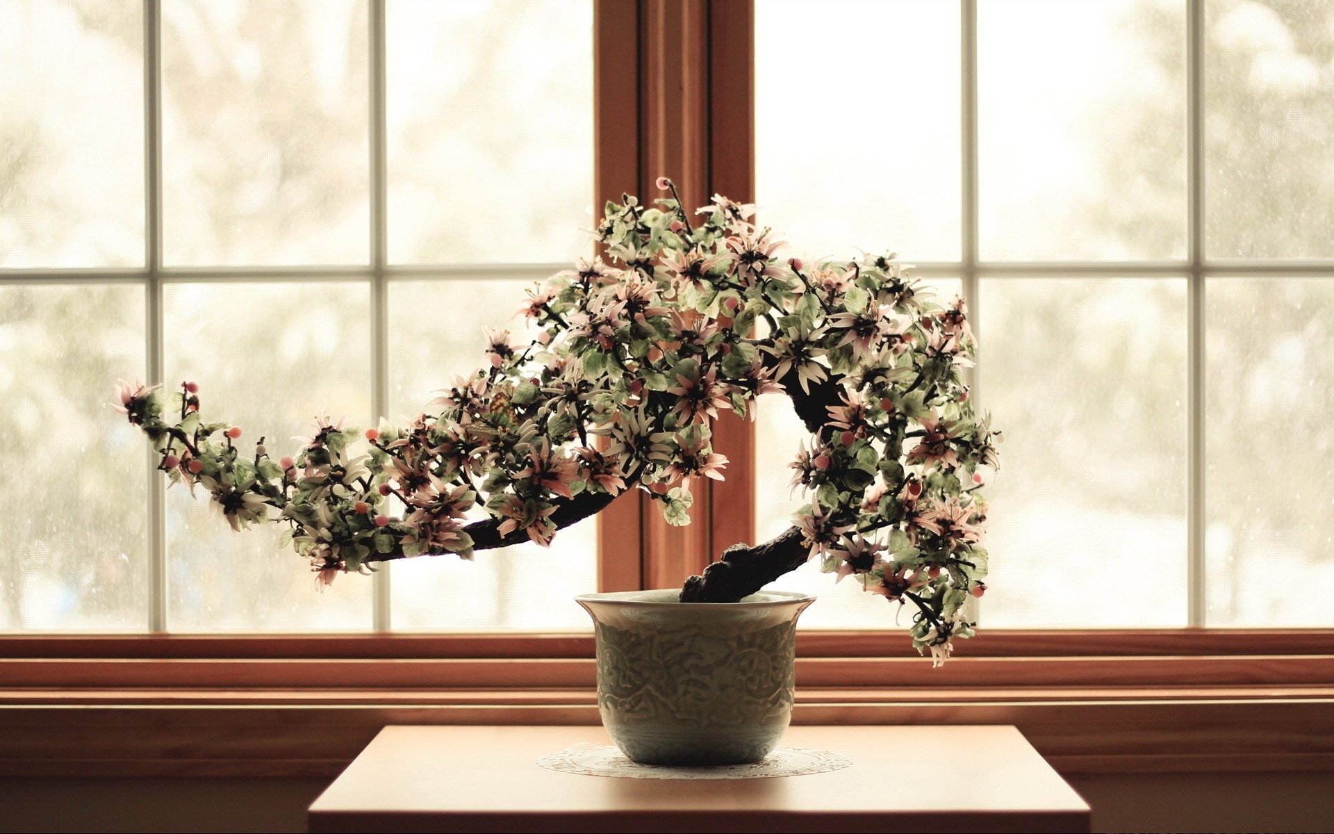 dwarf tree flower relax window