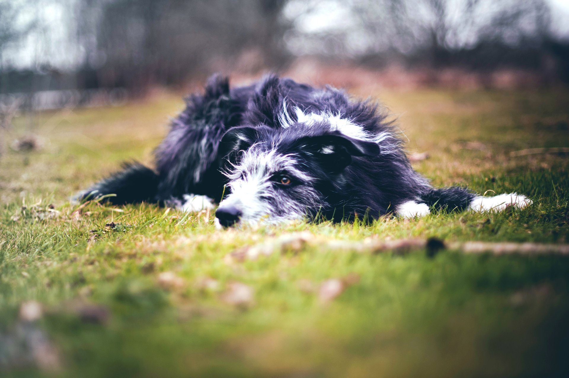 hund schutz hingabe treue