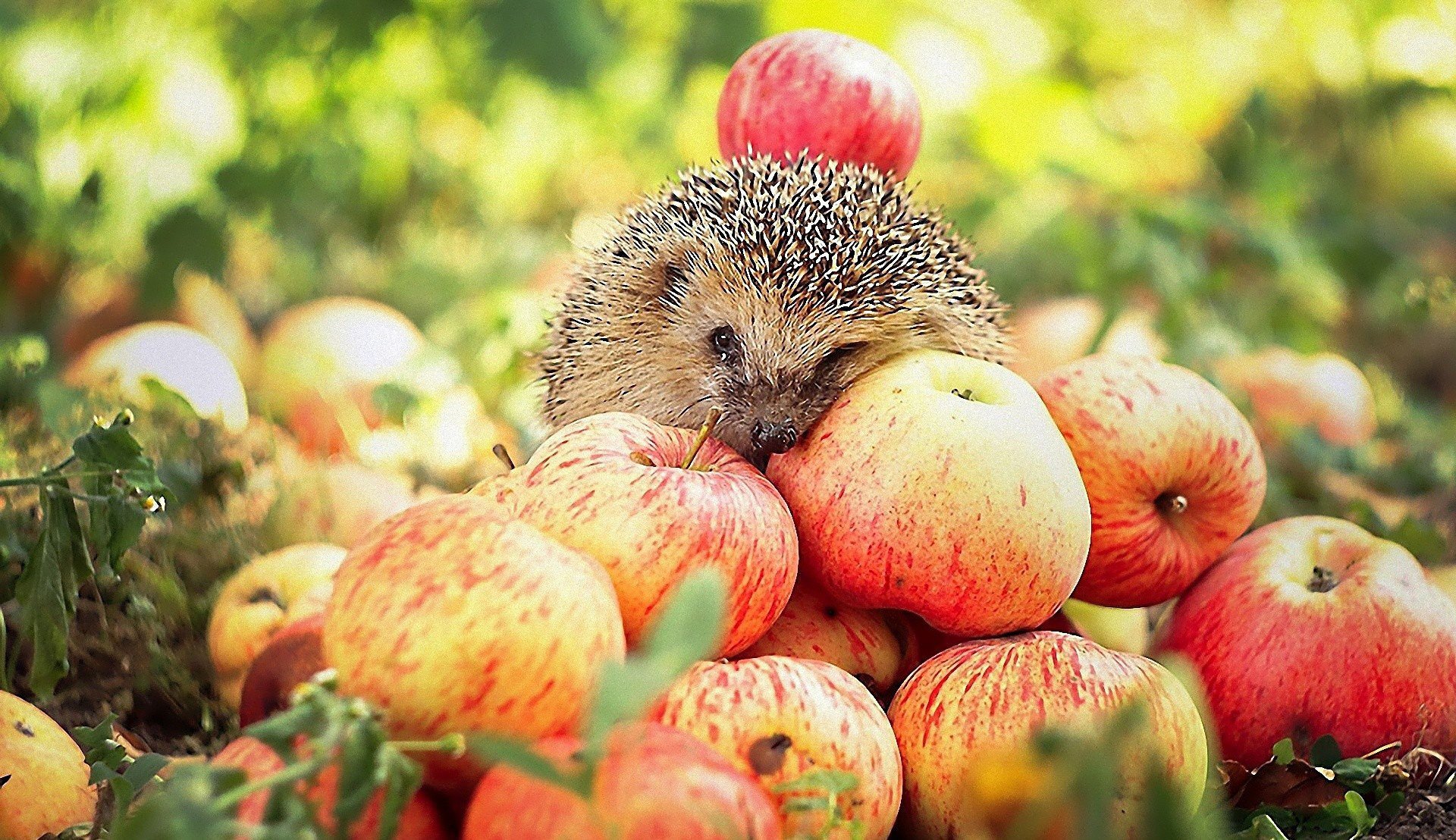 apples hedgehog