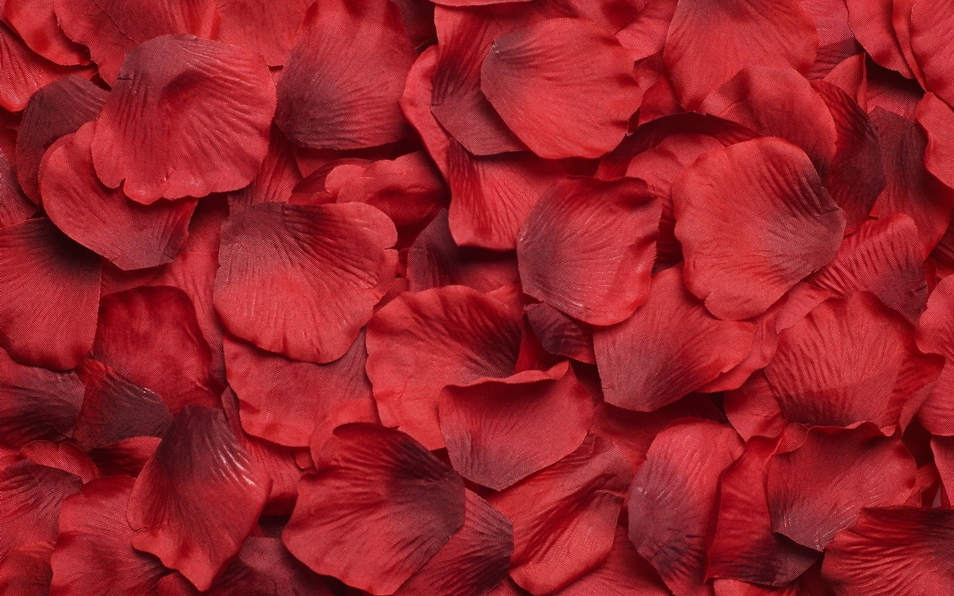 flowers petals red a lot