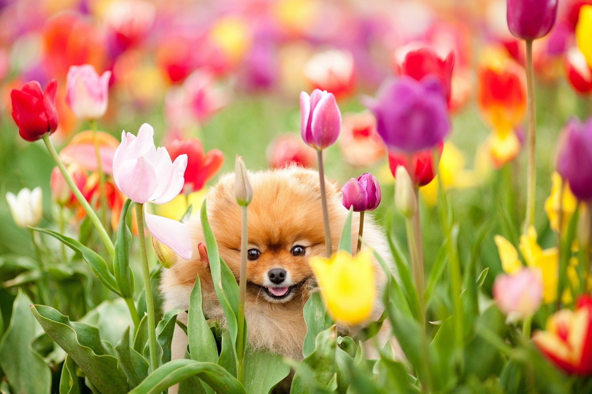 blumen hund feld