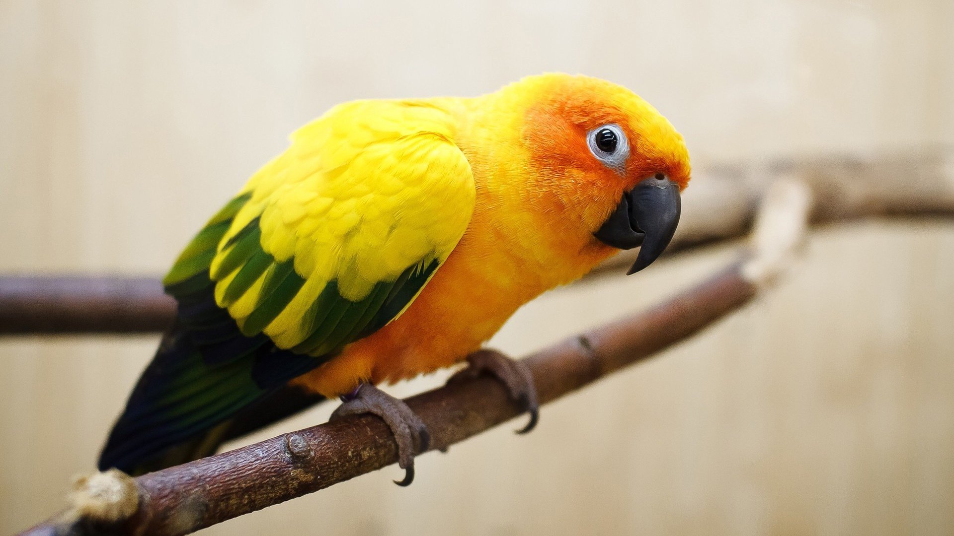 parrot eyes branch bird