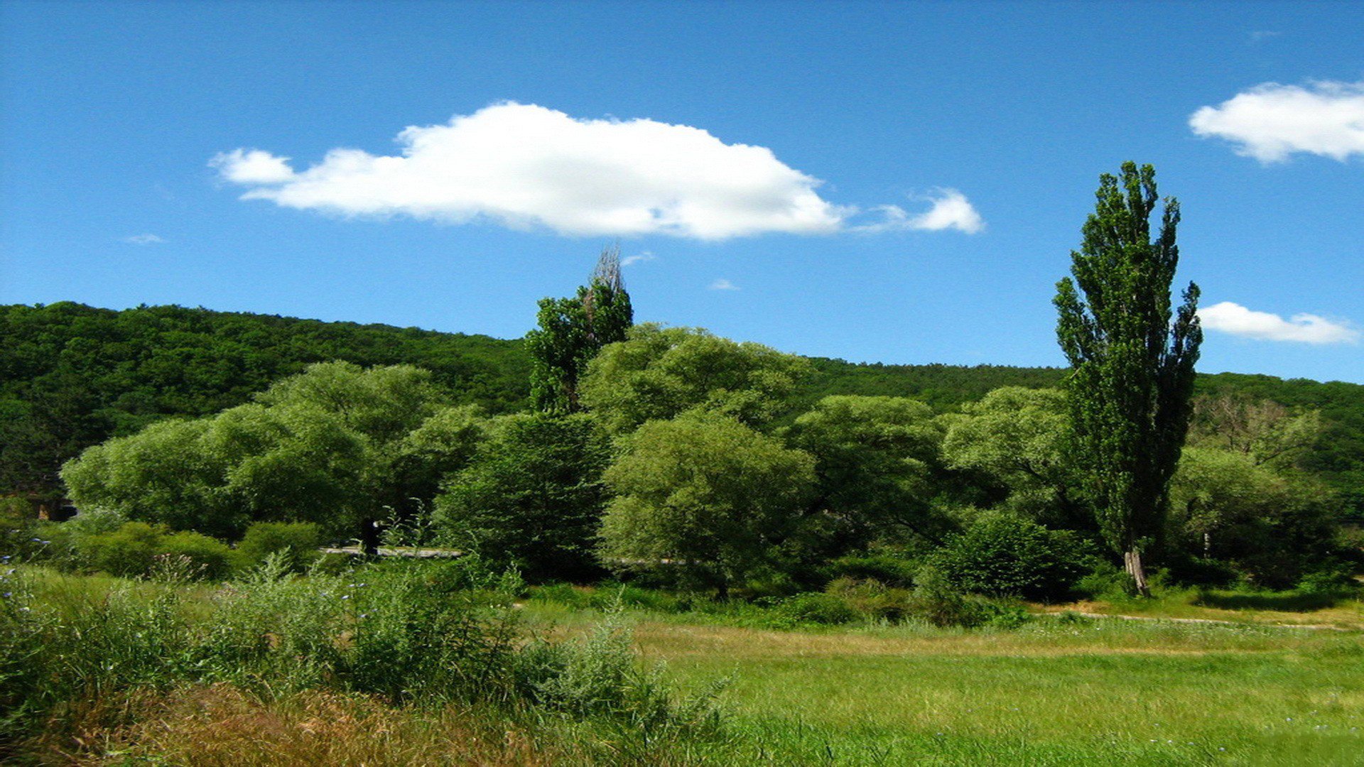 nature forest blue sky