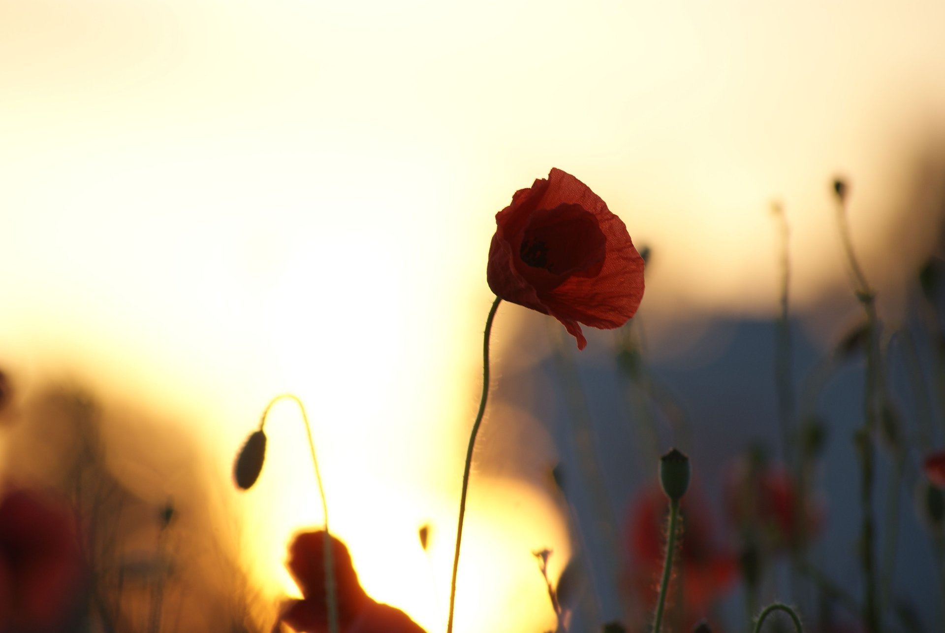 fleurs coquelicot silhouettes champ ciel coucher de soleil soleil coquelicots