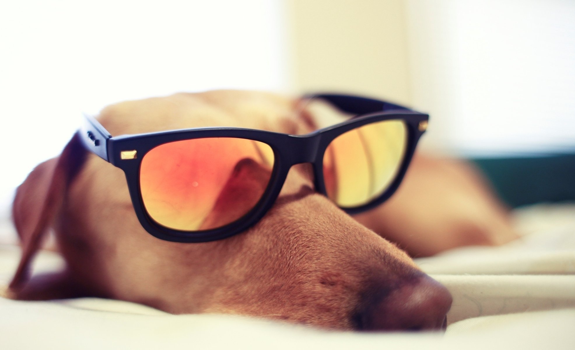 perro glasses durmiendo gafas