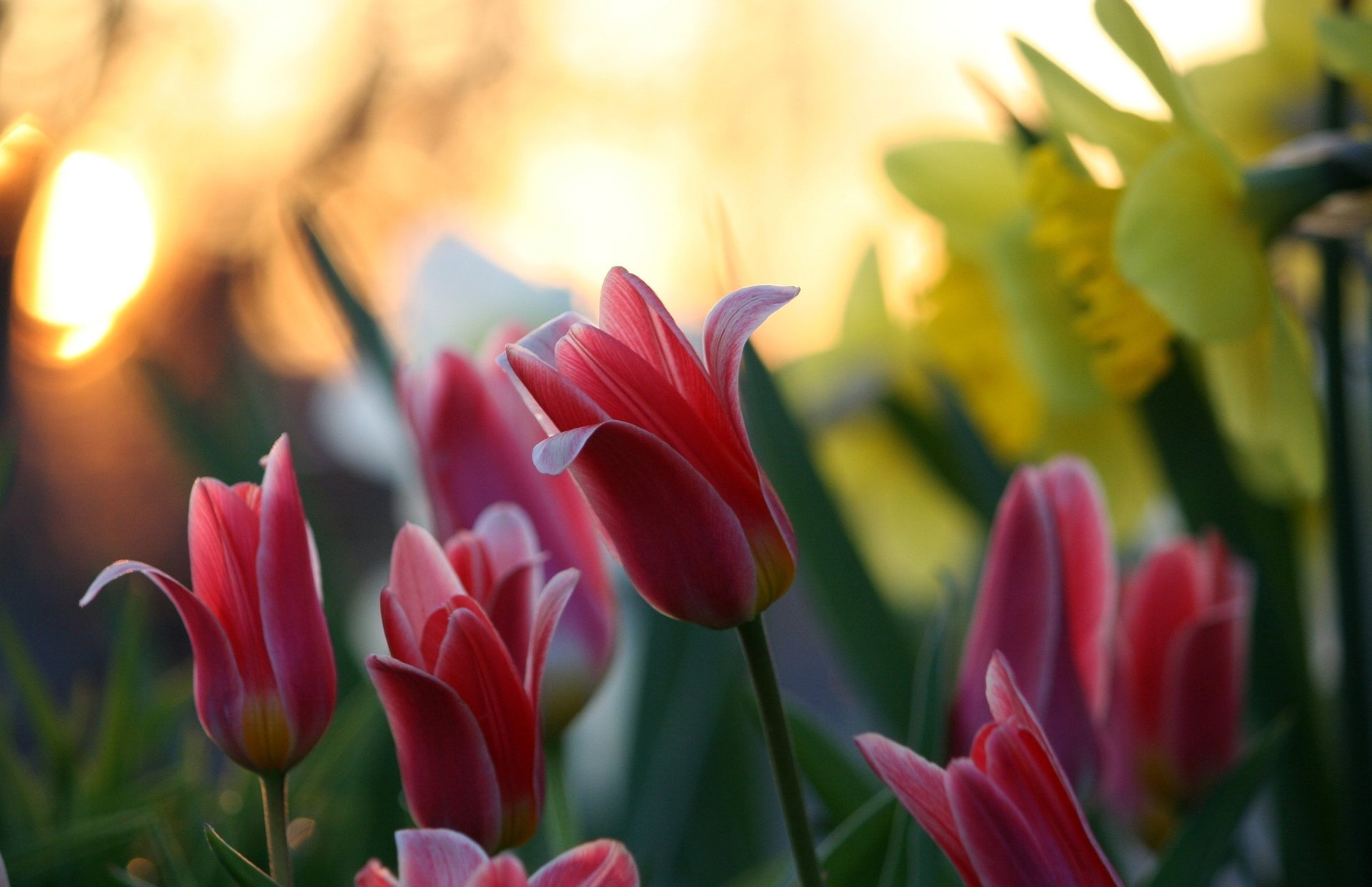 kwiaty natura rozmycie bokeh tulipany