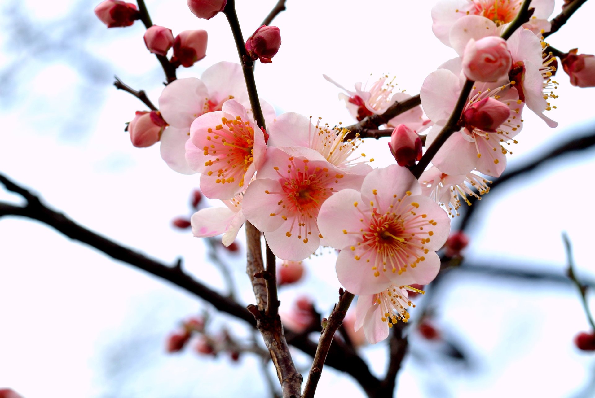 ramo albero rosa prugna rami petali