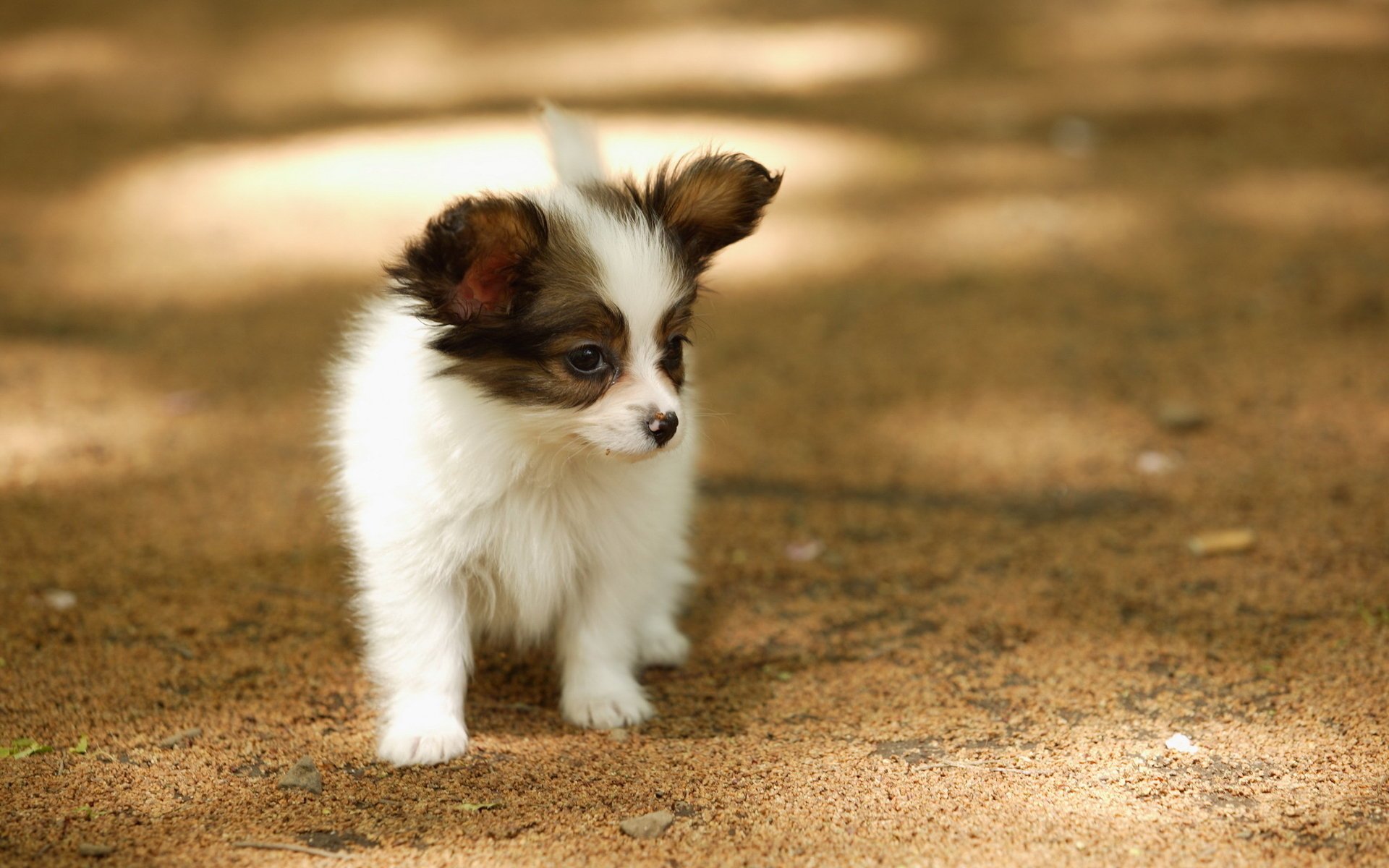 dog summer walk