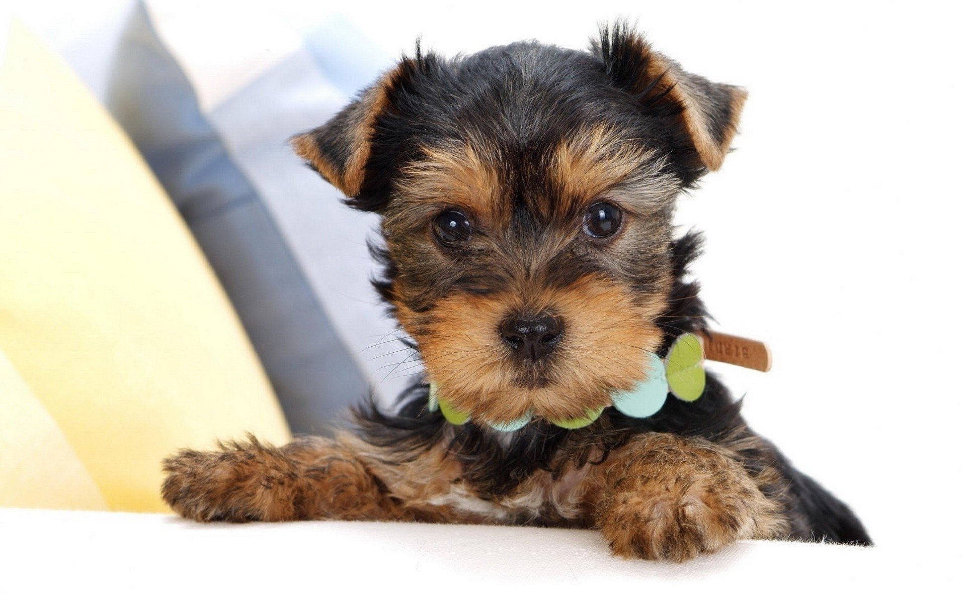 yorkshire terrier puppy collar face