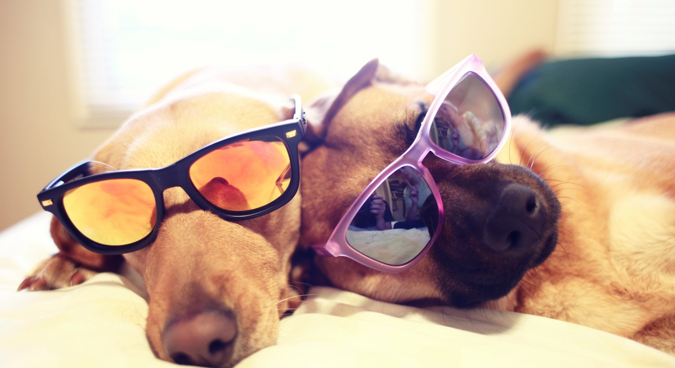 chiens lunettes chiens lit se trouvent