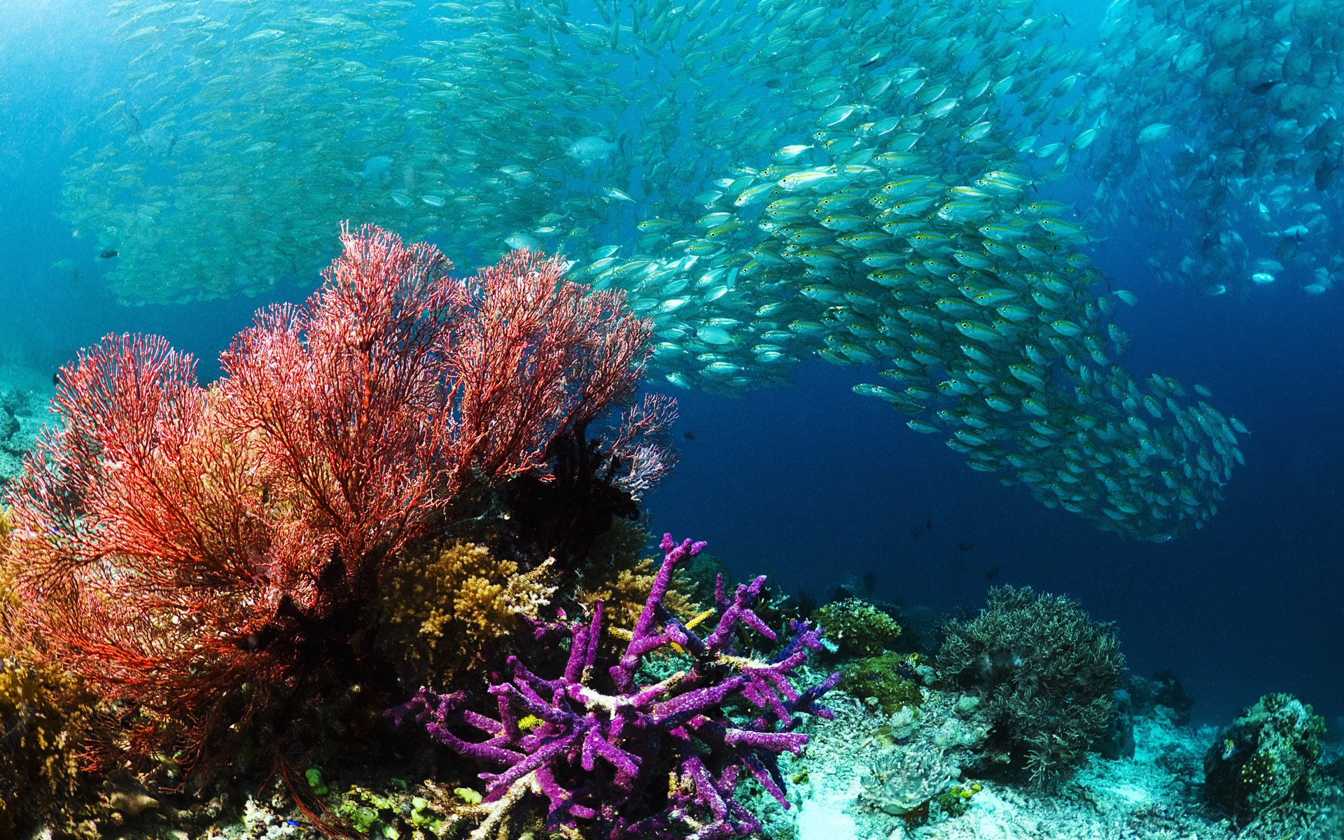 подводный мир рыбы море косяк кораллы