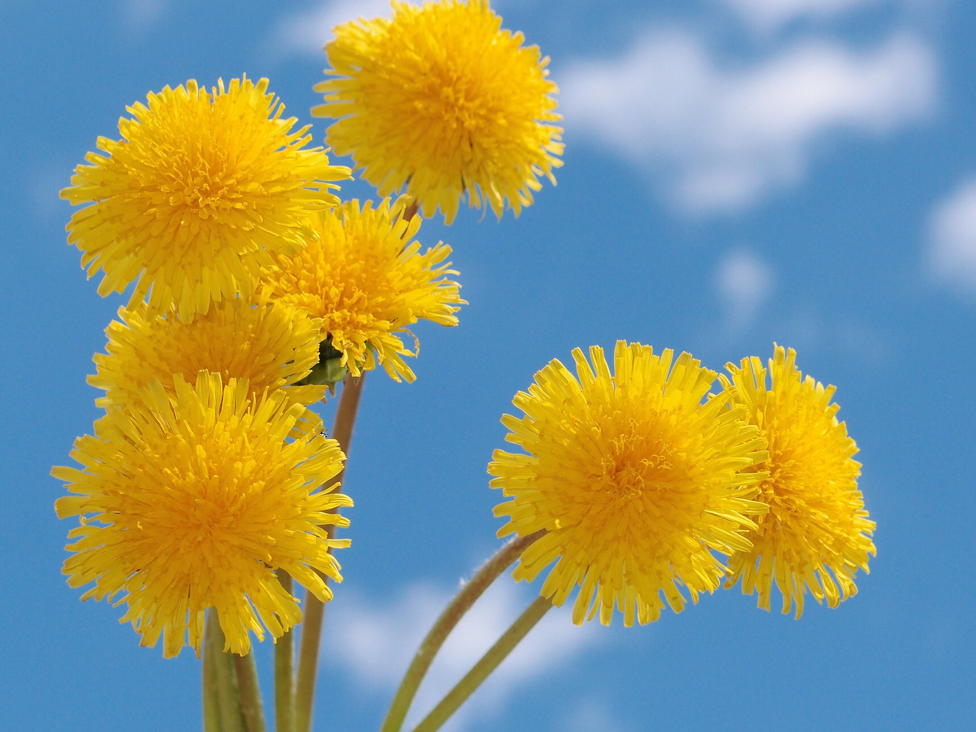 flores amarillo cielo verano nubes