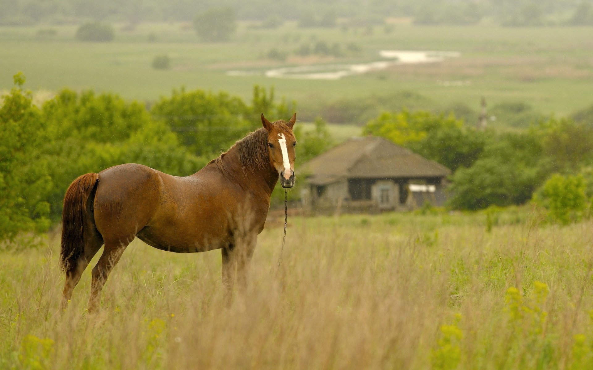 caballo lluvia mañana campo casa