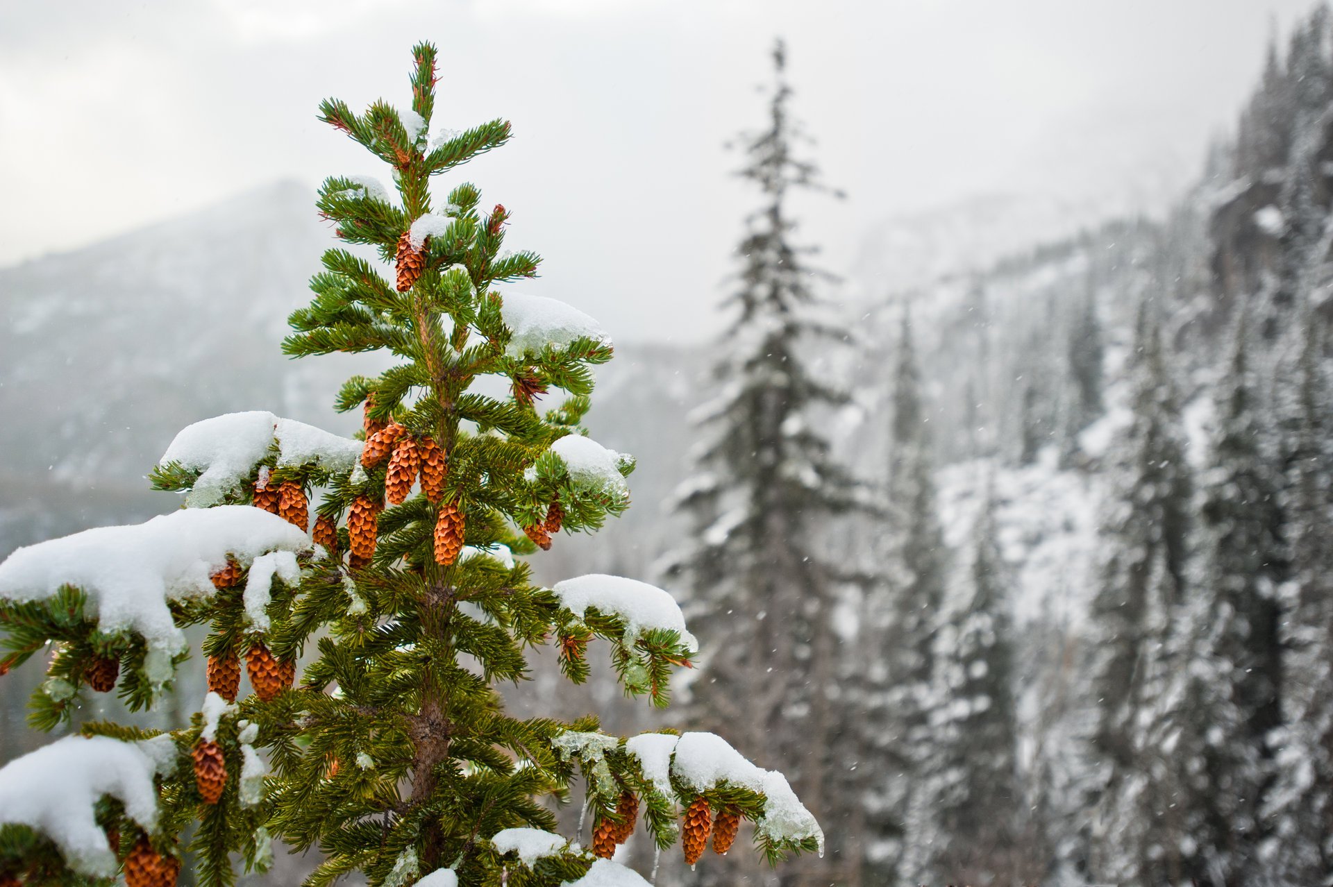 natura coni montagne inverno abete rosso neve