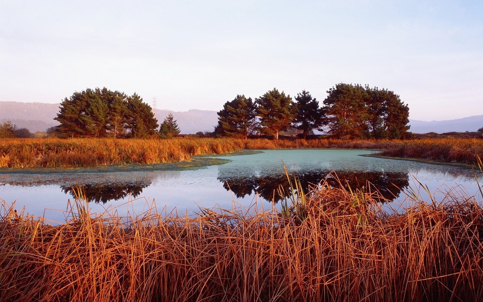 lago juncos árboles naranja