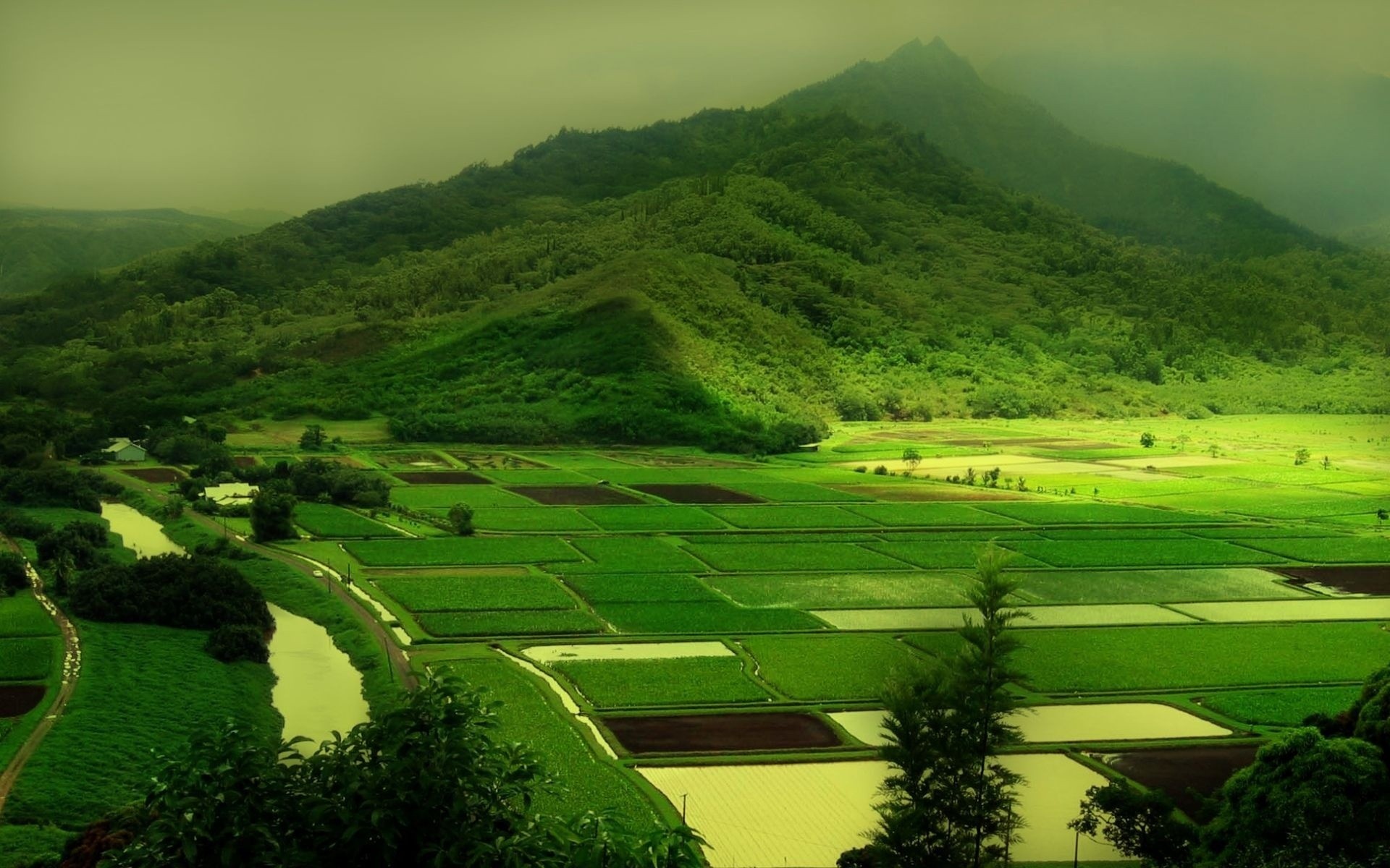 nature hills greenery green