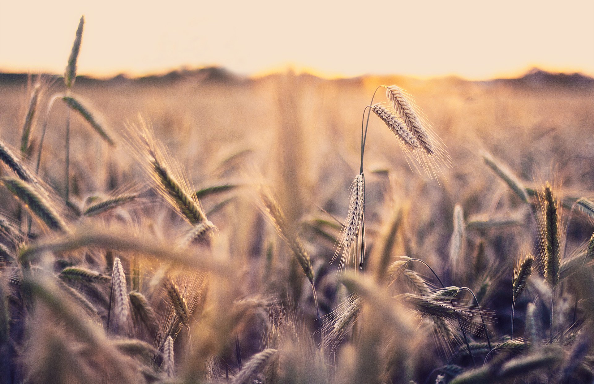 natura pole makro zdjęcie kłoski tapeta