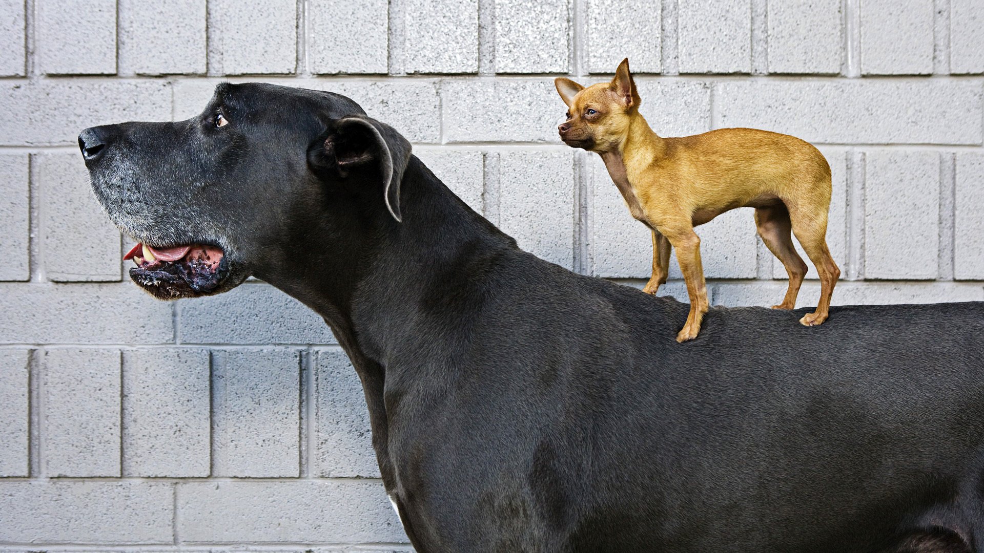 gran danés perros pequeño grande