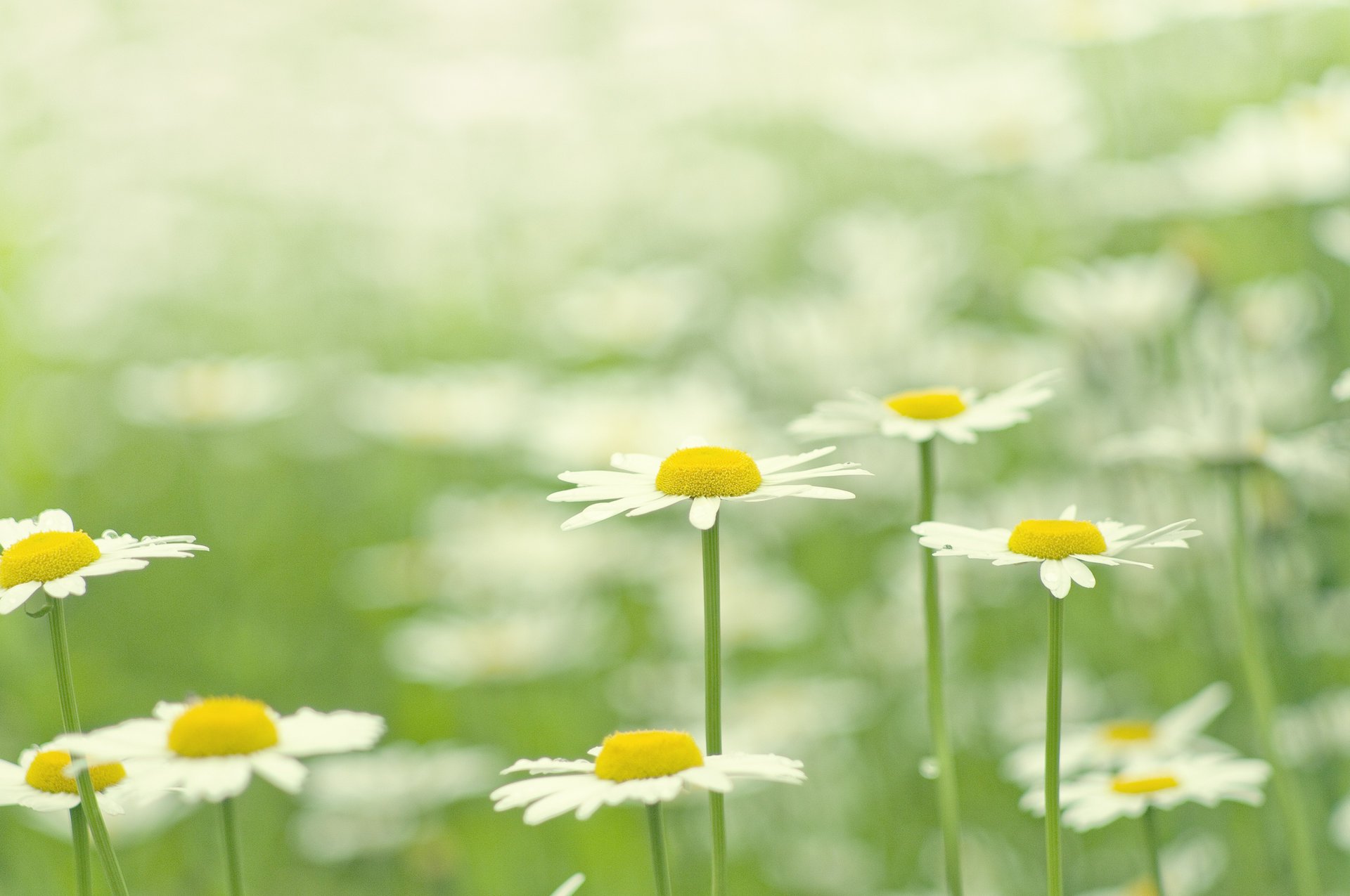 flowers chamomile petals white flowering glade