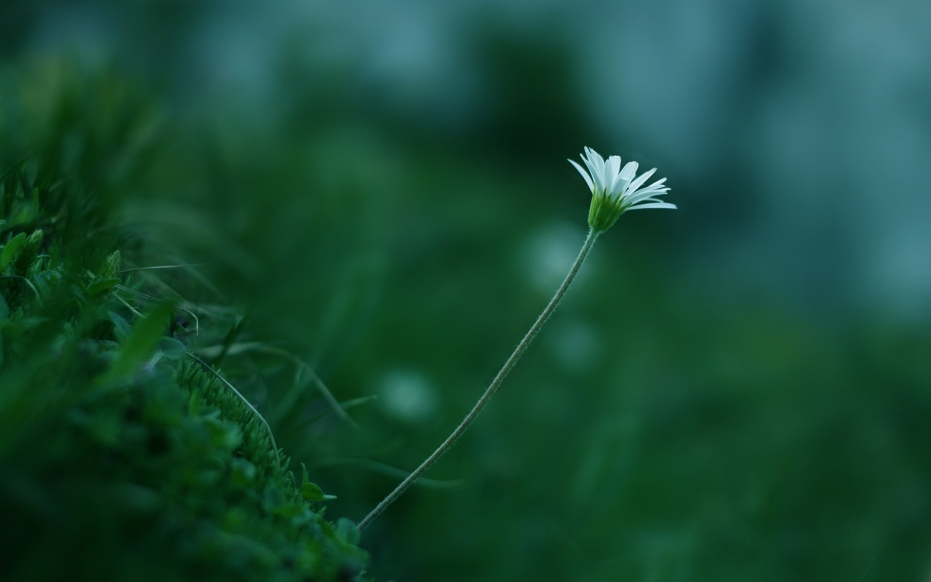 flower color grass plant greens white stem