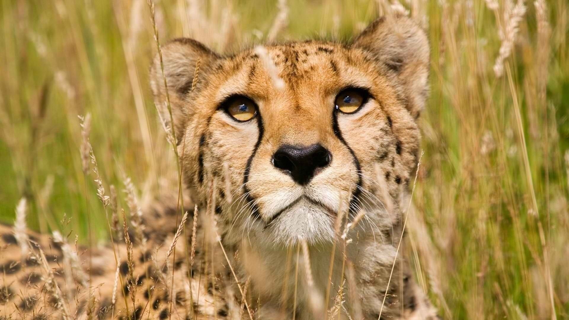 guépard grand chat prédateur museau