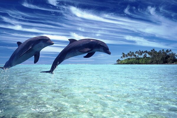 Dauphins sautent hors de l eau sur fond de beau ciel et de l île