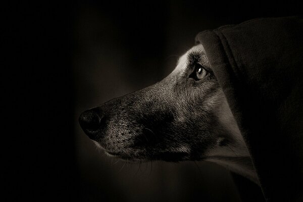 Ritratto di un cane nel buio nel cappuccio