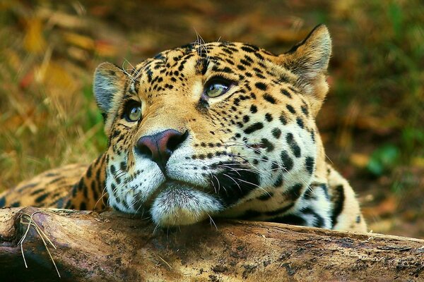 The sad look of a leopard lying on a log