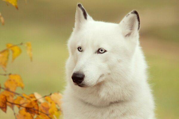 Weißer Hund mit Herbstblättern