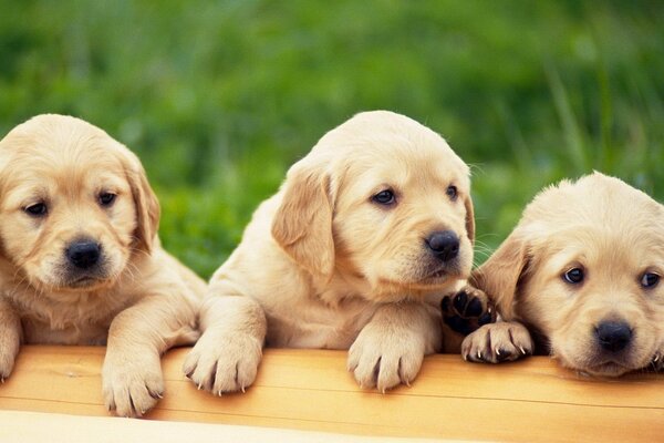 Wonderful golden retriever puppies