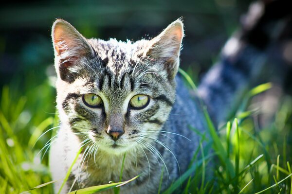 Hermoso gato en la hierba con gases inteligentes