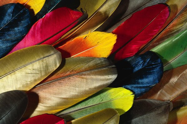 Colorful wallpaper in the form of parrot feathers