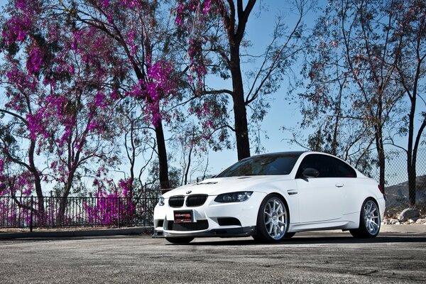 BMW en el fondo de los árboles con hojas moradas