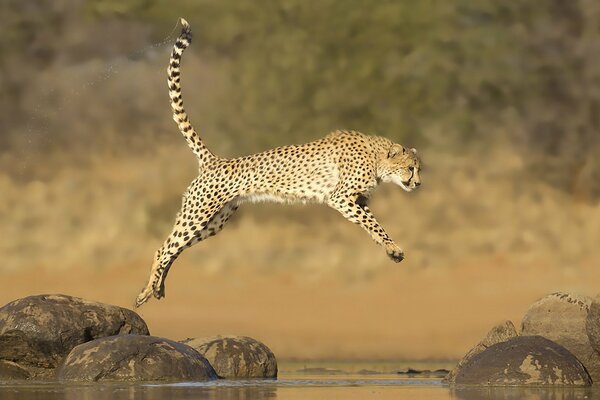 An unusual photo of a cheetah in a jump