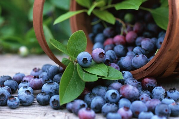 Ein schöner Eimer mit saftigen Blaubeeren