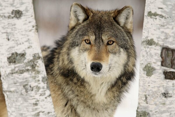 A wolf looks out of two birches