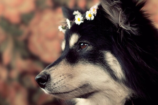 A dog with a wreath on its head looks into the distance