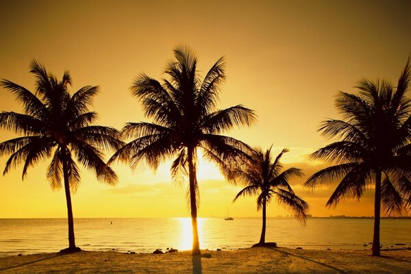 Palmeras en una puesta de sol dorada