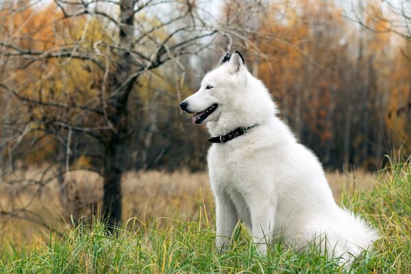 Weißer Hund auf dem Hintergrund der Herbstlandschaft