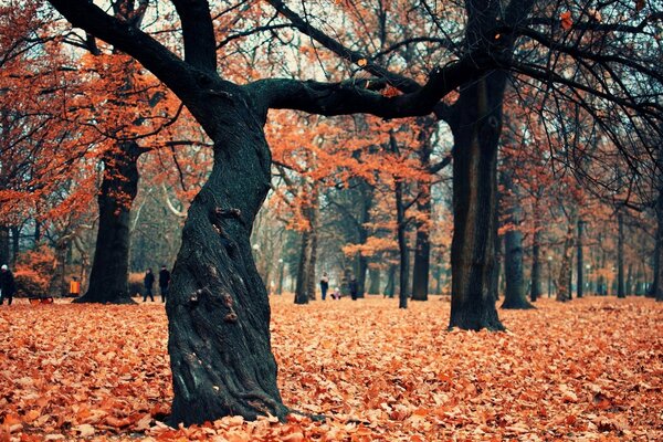 Hoja de otoño con árboles en el parque