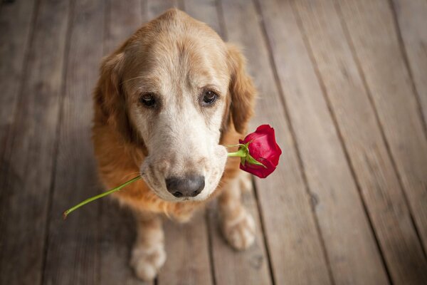 Il cane regala una rosa come un gentiluomo