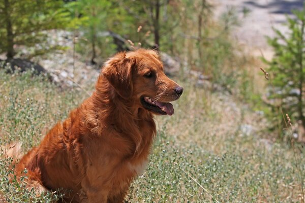 In der Natur ist der Hund Plroda Retriever