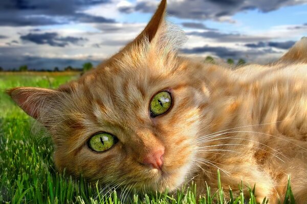 A green-eyed red-haired cat is basking on the grass